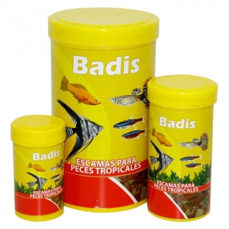 Badis escama para peces tropicales Badis escama para peces tropicales